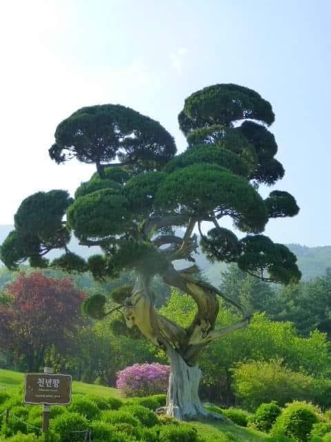 1,000 yr old Juniper Tree [genus Juniperus) thrive in a variety of enviroments.  Juniper is the exclusive food plant of the larvae of some moths and butterflies.  Are among the most popular conifers to be cultivated as ornamental subjects for parks and gardens.  Bonsai.