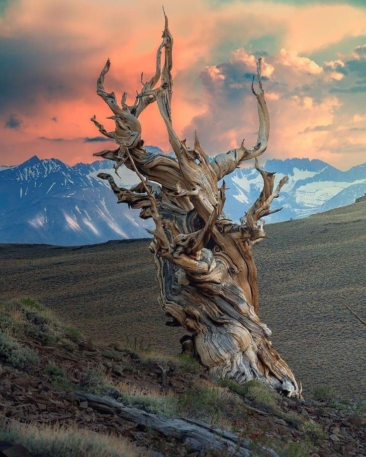4000 yr old bristlecone pine [Pinus longaeva]
White mountains of Inyo County in eastern California