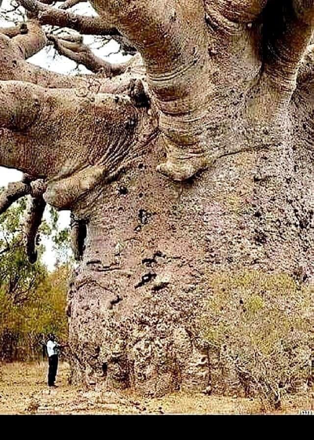 Baobab tree [Adansonia digital]  Native to the African Continent and the southern Arabian Peninsula [Yemen, Oman]
Traditionally been valued as sources of food, water, health remedies, or places of shelter and are a key source for many animals.  They are steeped in legend and superstition.