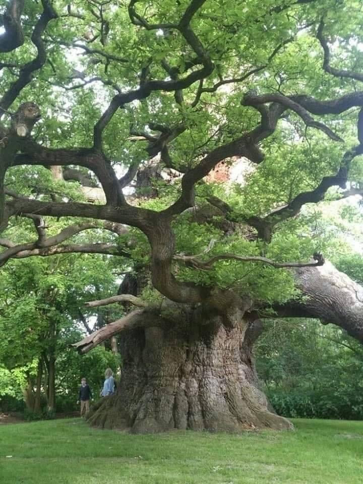 Majesty, 500-800 yr old oak tree, [Quercus robur, the European oak or Pedunculate Oak] the largest maiden oak in Britian