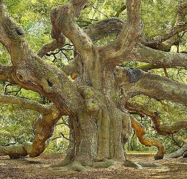 Angel Oak est. 400-500+ yrs. old / Southern live oak [Quercus virginiana]  Oak trees benefit more species than any other tree on earth.  