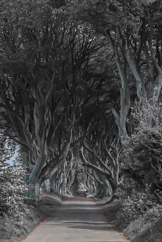 Ally and Beeches, known as The Dark Hedges near Ballymoney Northern Ireland.  Bregagh Road is lined with 90 beech trees twisted branches forming an arch over the road.