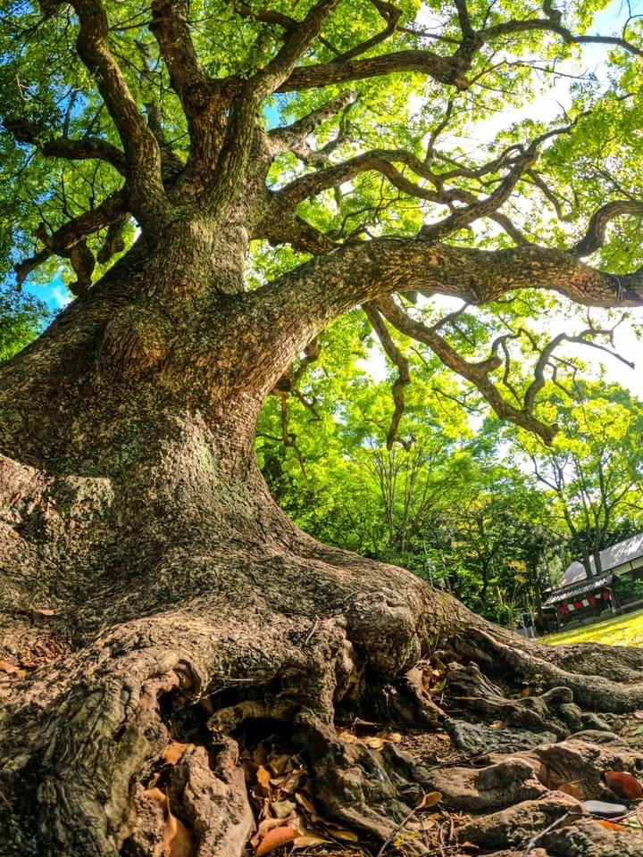 Camphor tree [Camphor laurel, native to Japan + China]  These trees stay green year long, providing plenty of shade, emit a fragrant minty smell.  Known for its strong pungy aroma from the oil that is found in its wood and leaves.  This essential oil is used for soaps, perfumes and medicinal ointments.