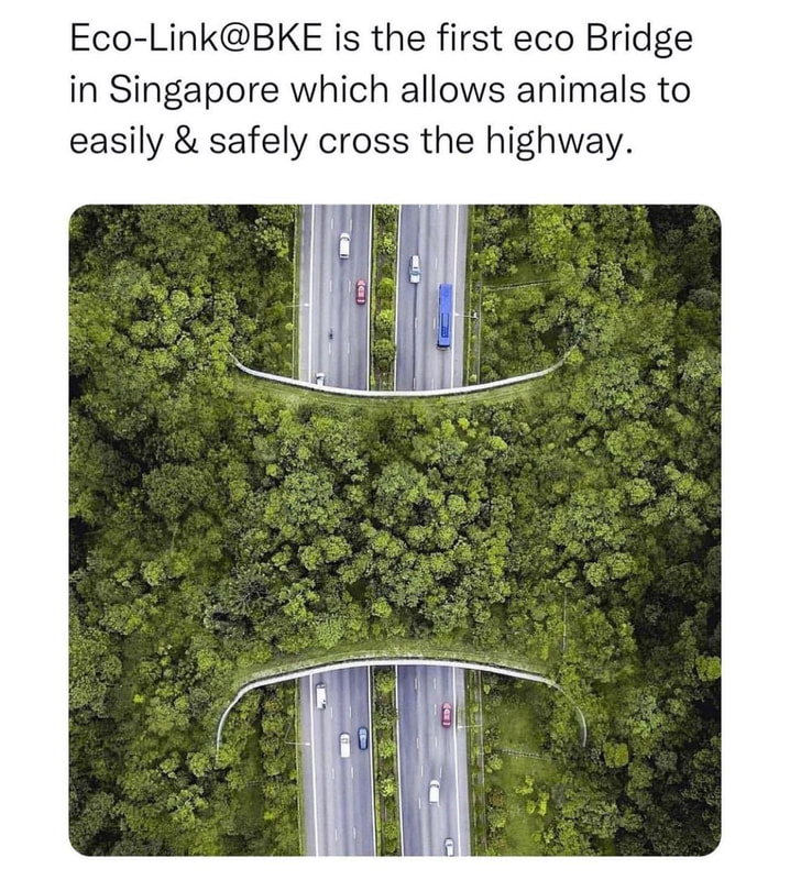 This is called a Eco Bridge.  Instead of using it for cars, trees and plant life grow on it and provide a safe passage for wildlife to cross into the forest on the other side.  It's also  sequesters CO2 from the air from the passing cars.