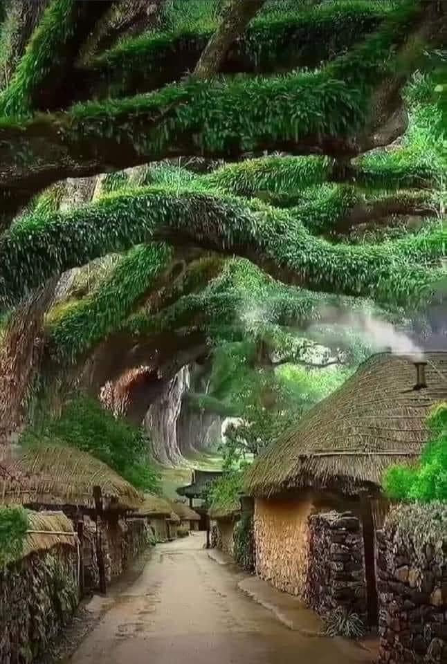 Oak trees [Quercus dentata]
Etno Village, S.Korea
Oak trees support more species than any other tree on Earth.