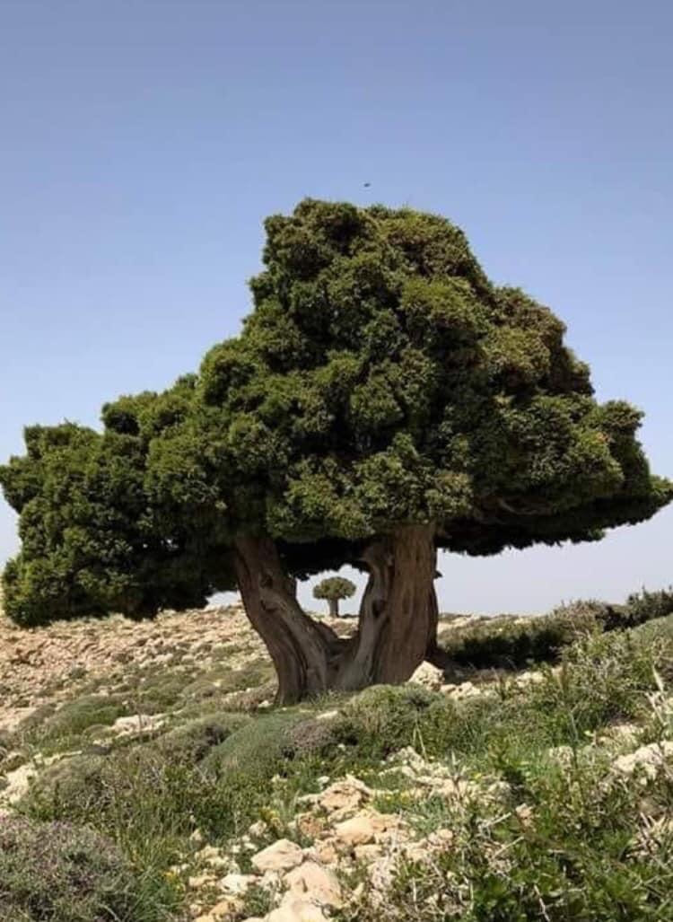 Lazzab, the Arabic name for Juniper, is an evergreen coniferous tree of the cypress family Cupressaceae