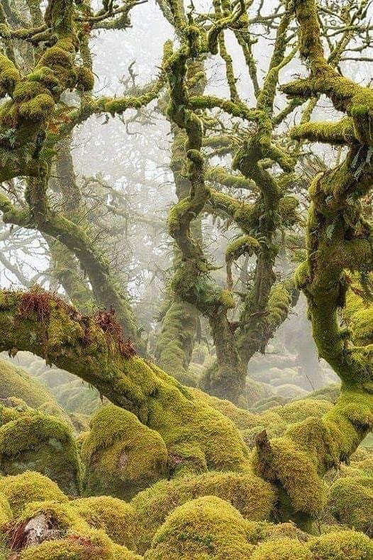 Mystical Wistman's Wood, ancient oak woodland, is one of three remote high-altitude oakwoods on Dartmoor, Devon, England.  Wistman's Wood has been mentioned in writing for hundreds of years.  The Oak Tree benefits more species than any other tree species on Earth.