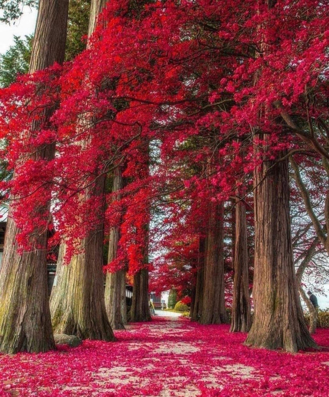 Nagano Prefecture, lies in the centre of  Honshu, Japans largest island.  Known for its mountains, hot springs and architecture.  Home to the 7th-century Zenkō-ji temple, with a "hidden Buddha" statue.