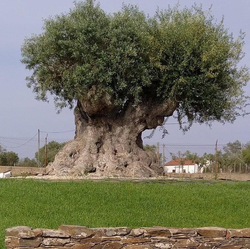 Centenary olive tree, Portugal