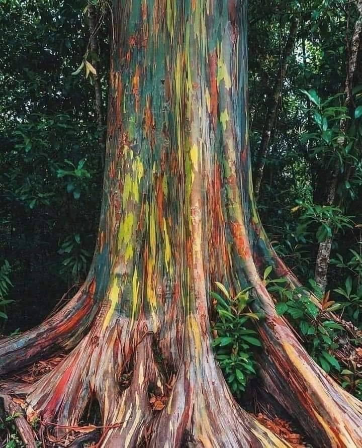 Rainbow eucalyptus [Eucalyptus deglupta]
Native to Philippines, Indonesia & Papua New Guinea.  It is the only Eucalyptus species that usually lives in the rainforest, with a natural range that extends to the northern hemisphere.