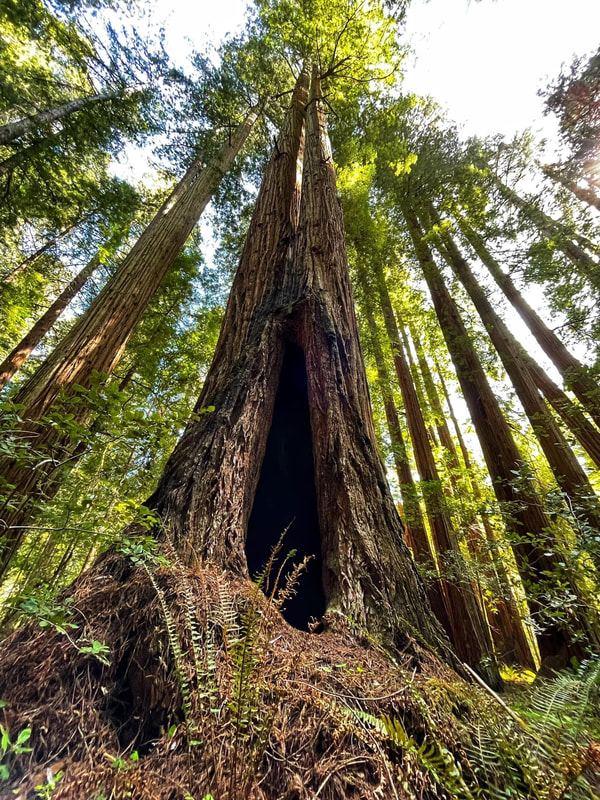 Redwood home for animals.  There are still ancient redwoods slated for cutting that need to be protected.  Once found world-wide, their natural range is now restricted to the foggy coastal belt of Northern California.