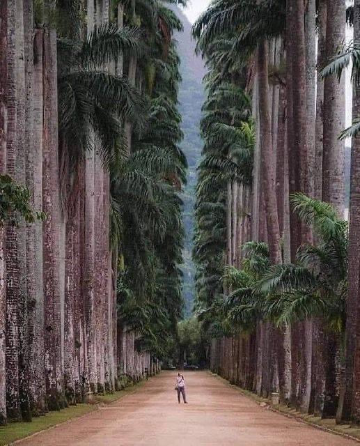 Avenue of Royal Palm Trees, Botanical garden in Rio De Janeiro
These and all trees are beautiful and a precious resource to all life on earth.