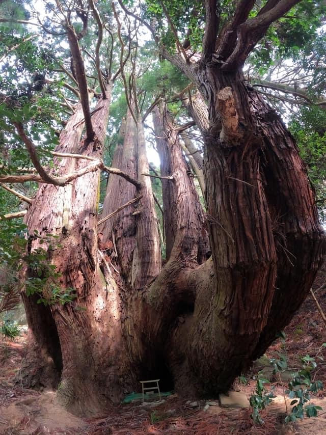 Senbon Sugi Cedar in Takai, Japan.  [Japanese Cedar]  Genus of conifer in the cypress family.   An extremely fragrant tree and the most planted and popular tree in Japan.  It absorbs hazardous substances keeping the air clean and healthy.  Its smell relaxes and helps you concentrate better.  Enhances the health of those around it.  