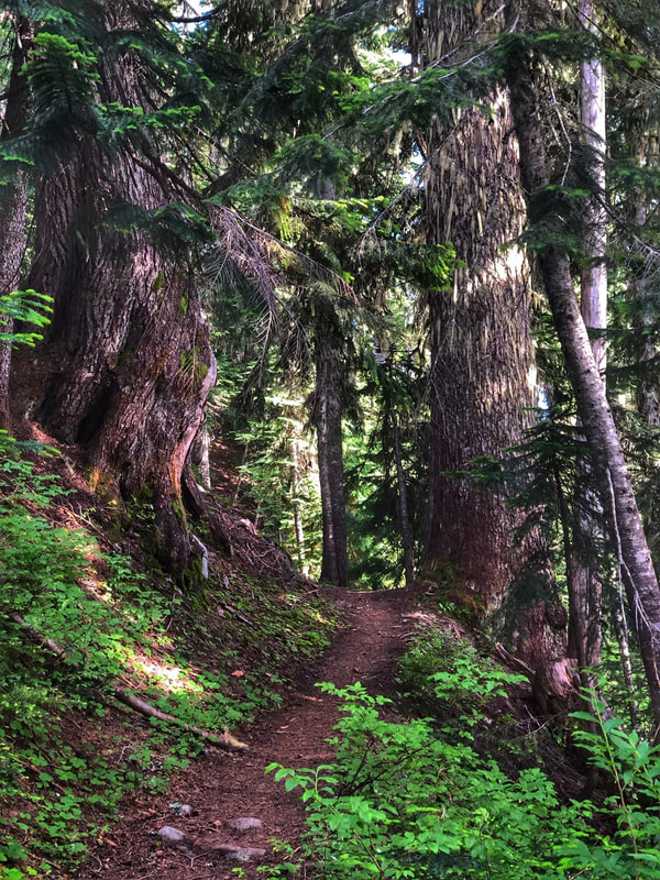 Old growth forest, location-Silver Firs, Washington.  Massive western hemlocks, pacific silver firs and Douglas firs.  We must do everything we can to protect our Old Growth Forests.  They are  a healthy habitat in pure synchroniciticiy.  We must protect and learn from them. 