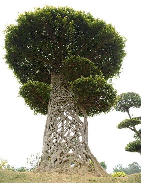 Strangler Fig Tree, commonly known as banyans (Rain forests) Tropical and subtropical.  It starts out as a sticky seed high up in the canopy, and grows downward on a host tree until it reaches the ground or forest floor where it then gets its nutrients from the soil.
