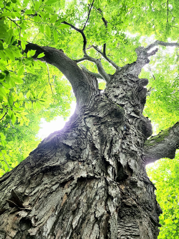 Old Sugar Maple [Acer saccharum]  Native to the hardwood forests of eastern Canada and eastern United States.  Primary source of maple syrup and known for its brightly colored fall foilage.  