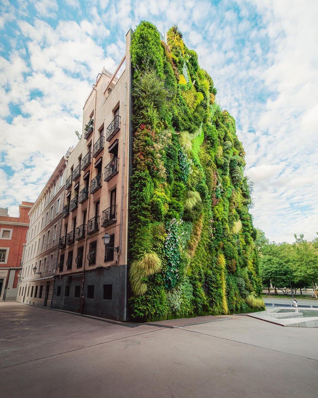 A Vertical Garden growing on the side of a 5 story building in Madrid, Spain.  It is in part a solution to sequestering CO2 from the air in the city limits  where there is a limited amount of plant and tree life growing