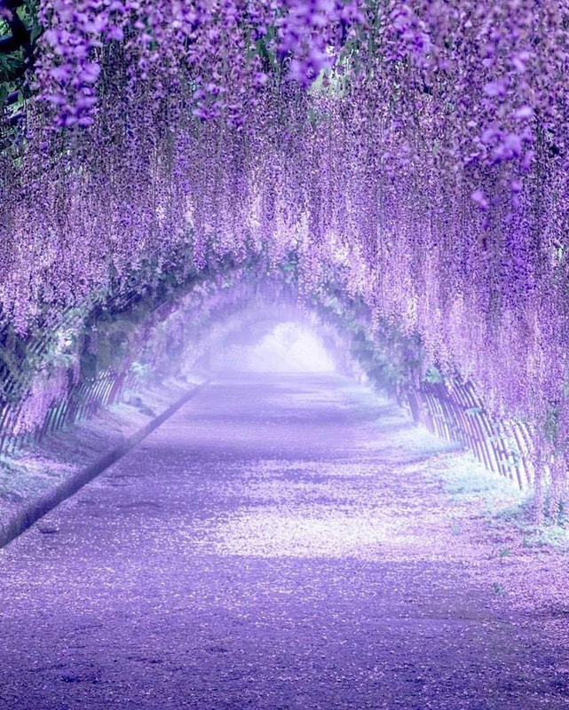 Wisteria 100 meter long tunnel, Kawachi Fujien Wisteria Garden, Kitakyushu, Japan